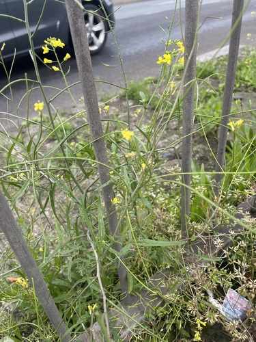 Indian hedgemustard (Sisymbrium orientale)