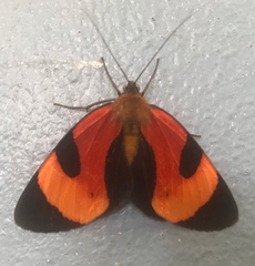 Extramilionia flaviventris