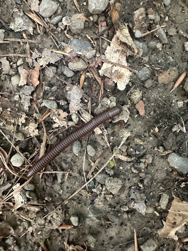 Jennings Hollow Trail