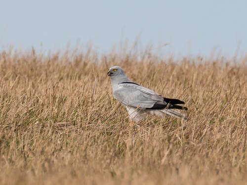 Hen Harrier