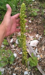 Platanthera brevifolia