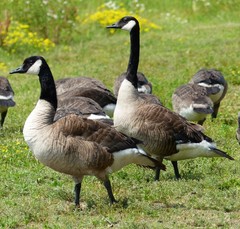 Branta canadensis
