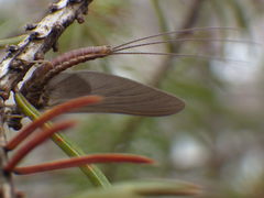 Ephemerellidae