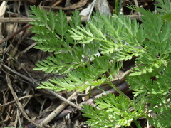 Chaerophyllum prescottii