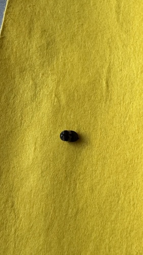 Attagenus fasciatus observed 2024-05-26