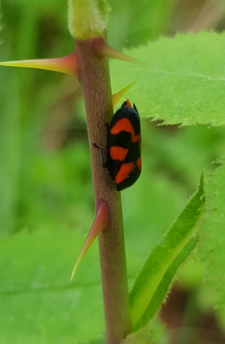 Cercopis vulnerata