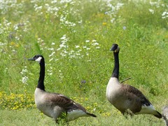 Branta canadensis