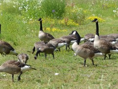 Branta canadensis