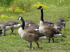 Branta canadensis