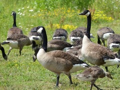 Branta canadensis