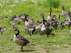 Branta canadensis
