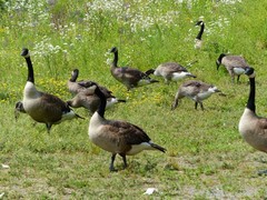 Branta canadensis