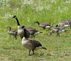 Branta canadensis