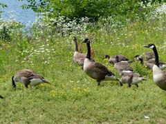 Branta canadensis