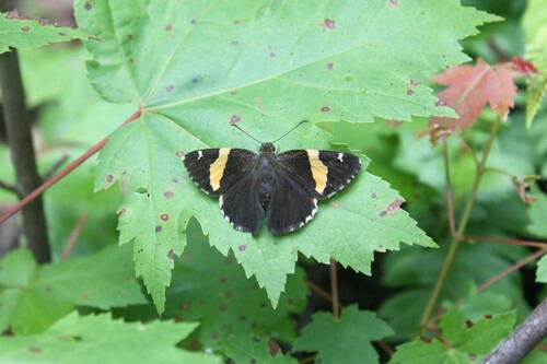 Golden Banded-Skipper photo 5