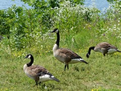 Branta canadensis