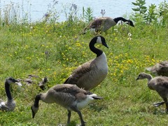 Branta canadensis