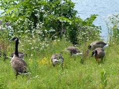 Branta canadensis