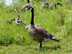 Branta canadensis