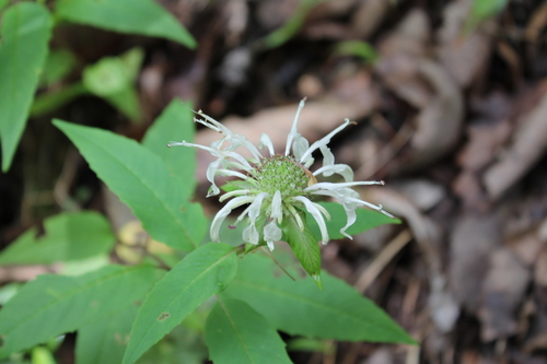 Monarda austroappalachiana, photograph 5