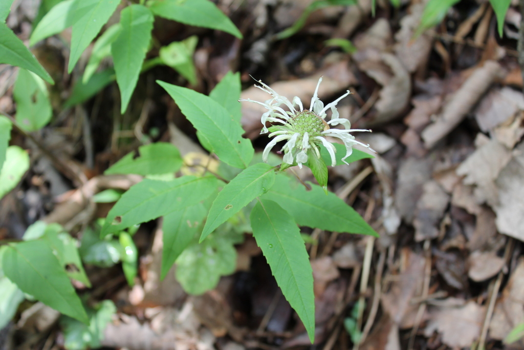 Monarda austroappalachiana; photograph (c) Dominic, some rights reserved (CC BY)