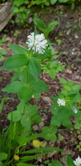 Asperula taurina