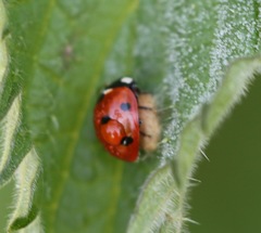 Dinocampus coccinellae paralysis virus