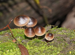 Mycena nargan