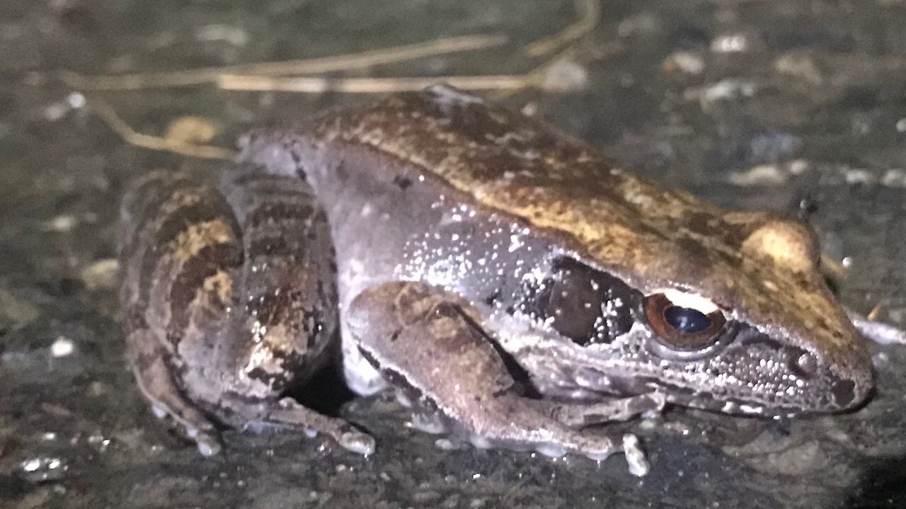 Papua Gray Frog photo 2