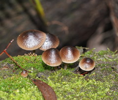 Mycena nargan
