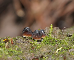 Mycena nargan