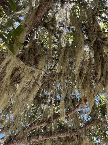 iNaturalist observation photo of lace lichen