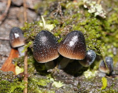 Mycena nargan