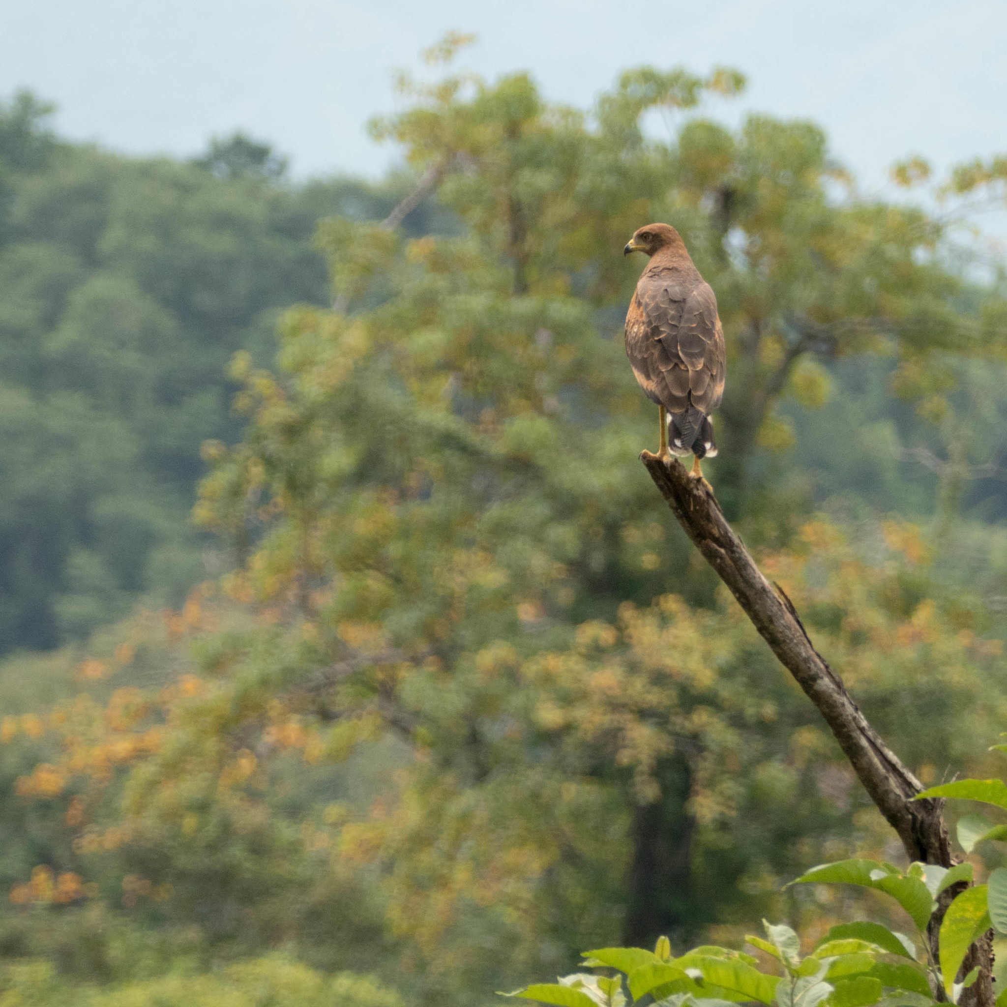 Buteogallus meridionalis image