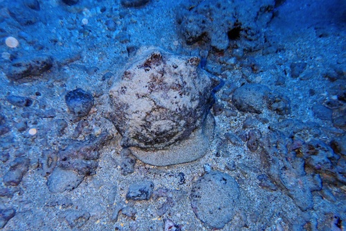 Cassis cornuta observed 2024-05-25