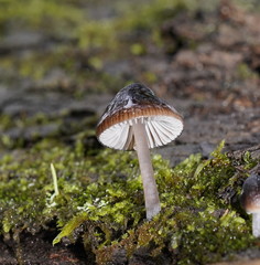 Mycena nargan