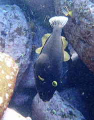 Eubalichthys bucephalus
