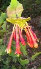 Lonicera pilosa