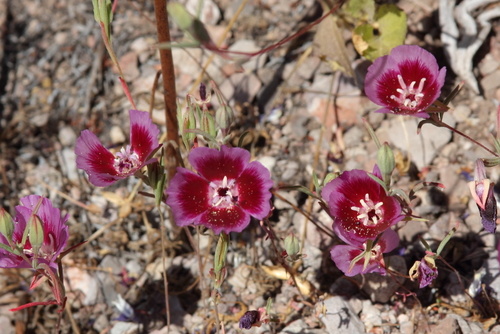 Clarkia speciosa ssp. speciosa