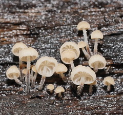 Marasmius alveolaris