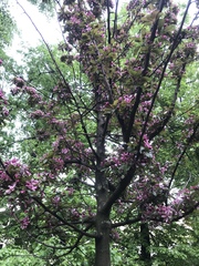 Malus