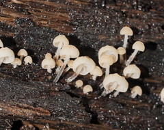 Marasmius alveolaris
