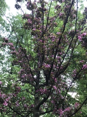 Malus