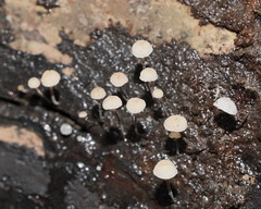 Marasmius alveolaris
