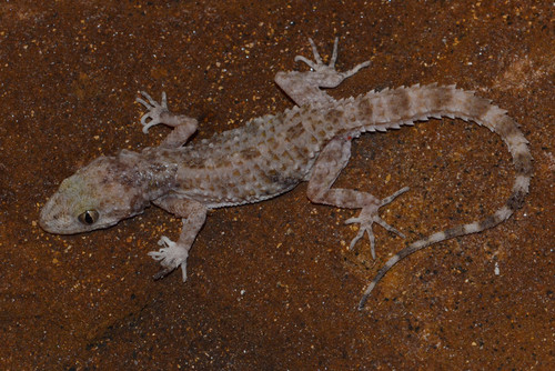 Keeled Rock Gecko