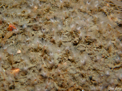 Sand horseshoe worm, Zeelandbrug, Zierikzee, Netherlands, photo 8 of 10