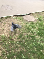 Columba livia