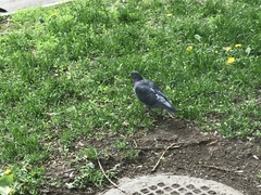 Columba livia