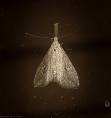 Trigonistis demonias