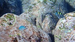 Abudefduf whitleyi